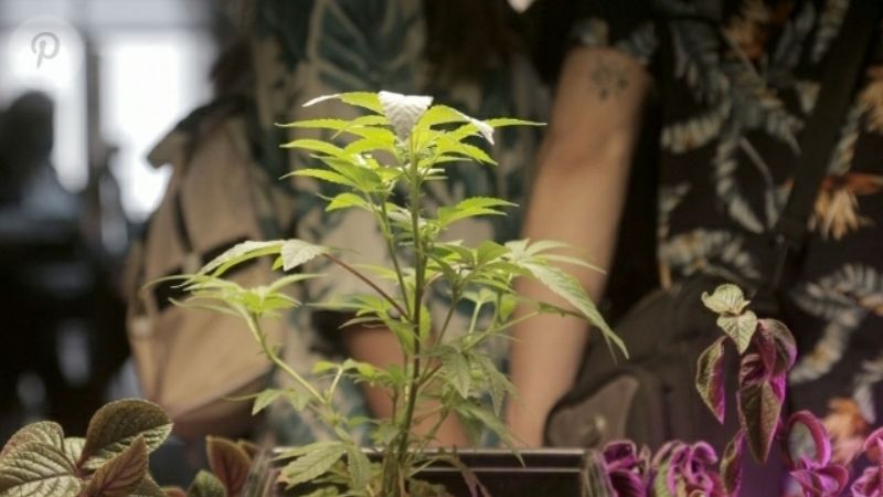 Promulgaron la Ley de Cannabis Medicinal y Cáñamo Industrial