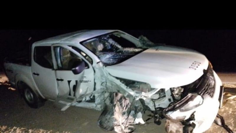 Otra vez los animales sueltos en la ruta