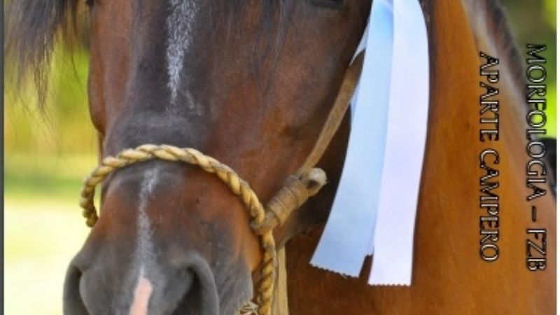 Se viene la XII Exposición “C” Caballos Criollos Catamarca 2022