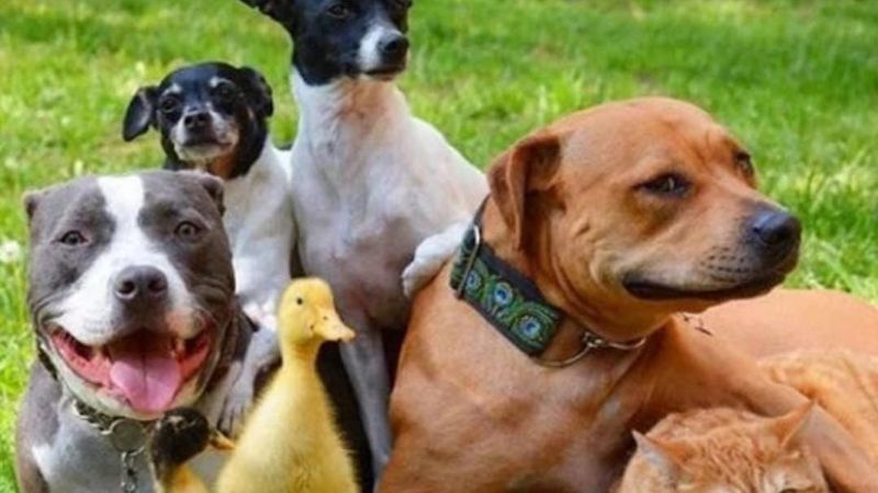 La encantadora historia de una familia de animales rescatados