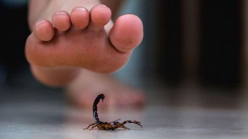 Falleció un niño de cuatro años al ser picado por un alacrán