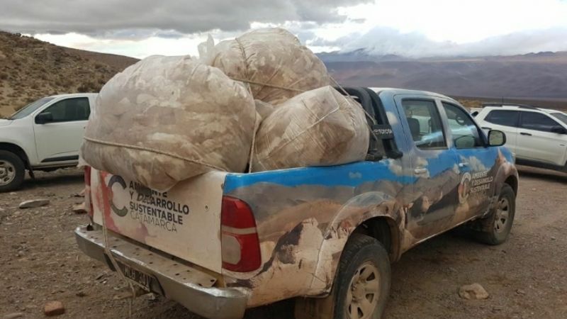 Cooperativa catamarqueña vendió fibra de vicuña a una reconocida empresa nacional