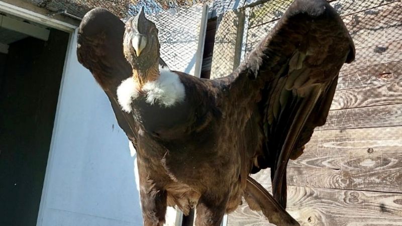 Rescate y liberación de Cóndor Andino