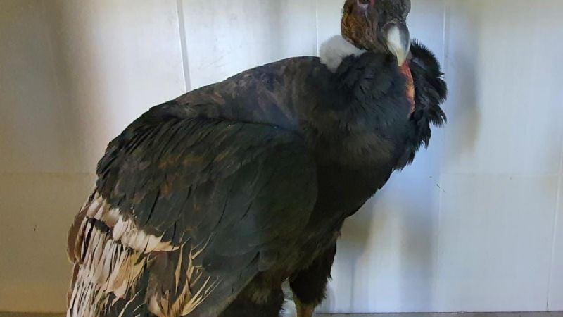 Rescate y liberación de Cóndor Andino