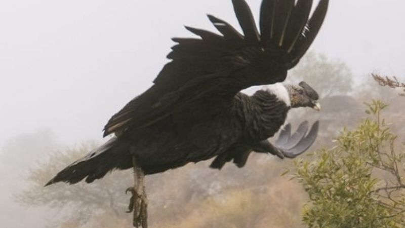 Liberaron un Cóndor Andino en Las Juntas