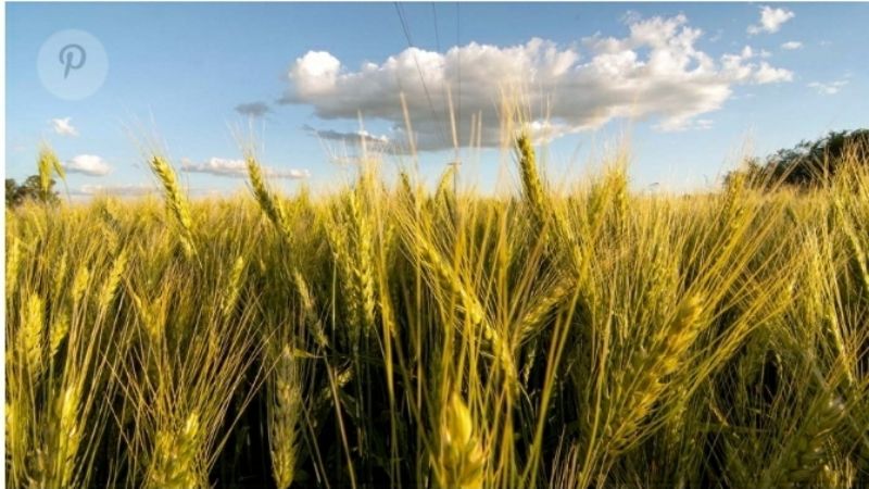 El precio internacional del trigo perdió 10% en una semana con alta volatilidad