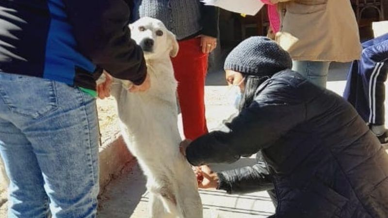 Campaña de vacunación y censo de mascotas