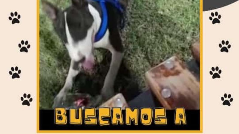 Buscan a perrito medicado