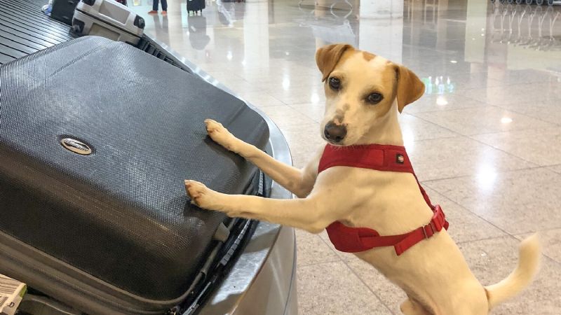 Lo que debes saber sobre la salud de tu mascota antes de viajar