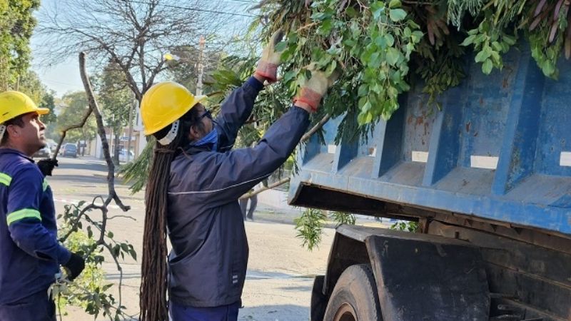 Plan de Poda en marcha