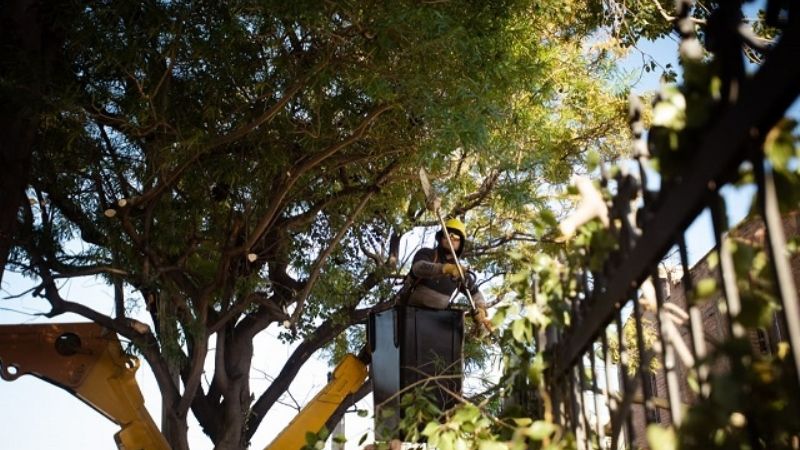 Plan de Poda en marcha