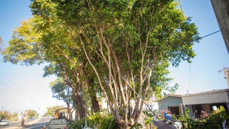 Plan de Poda en marcha