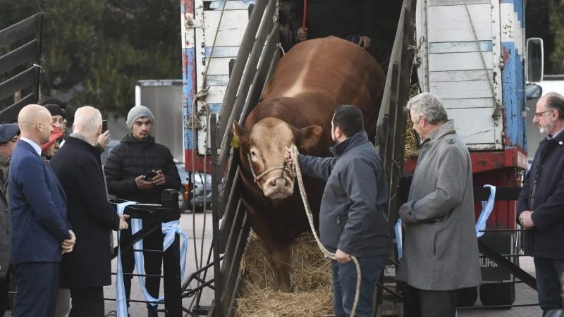 “Nicanor”, primer toro que ingresó a la Rural de Palermo