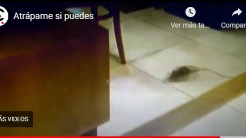 Clientes pedian que no maten a una rata en el bar