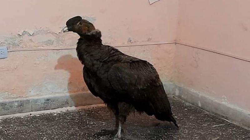 Policías de Alijilán rescataron un cóndor en un baldío