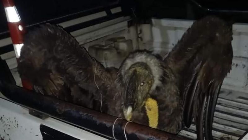 Policías de Alijilán rescataron un cóndor en un baldío