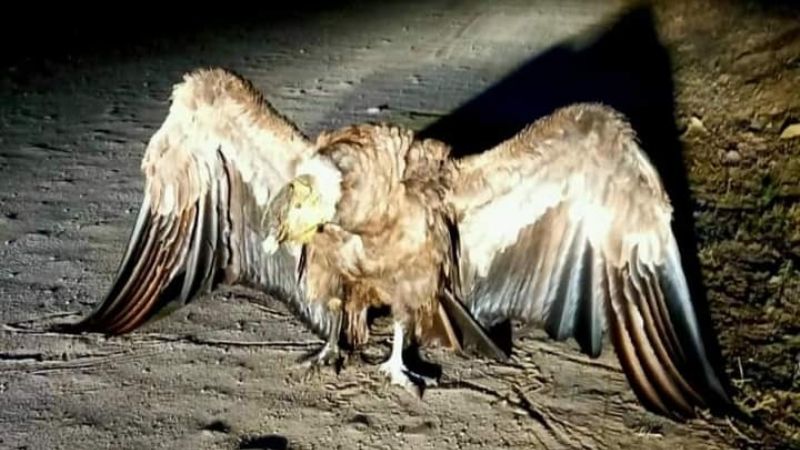 Policías de Alijilán rescataron un cóndor en un baldío