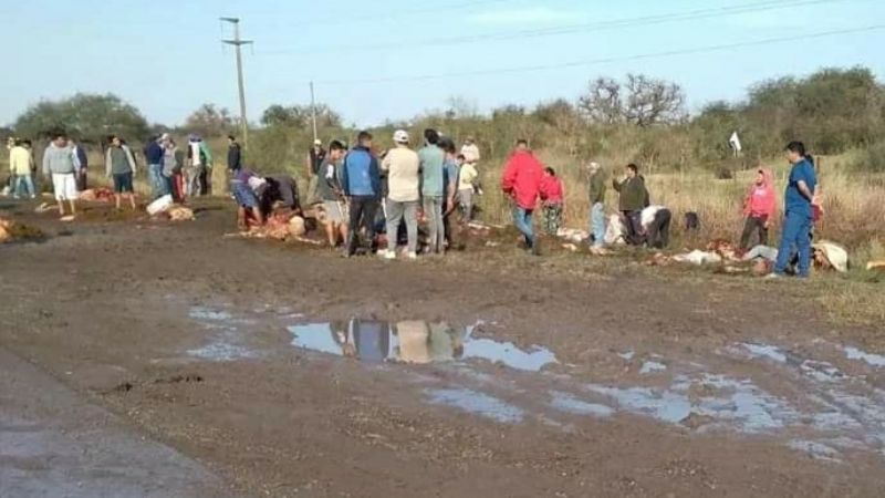 Un camión que transportaba 50 vacas volcó y los vecinos las faenaron al costado de la ruta