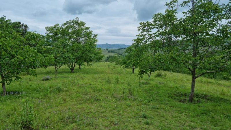 Jornada a Campo de INTA