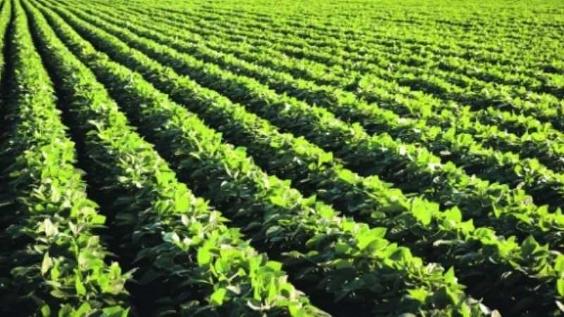 Para el campo, el “dólar soja” solo mejorará 15% la brecha cambiaria