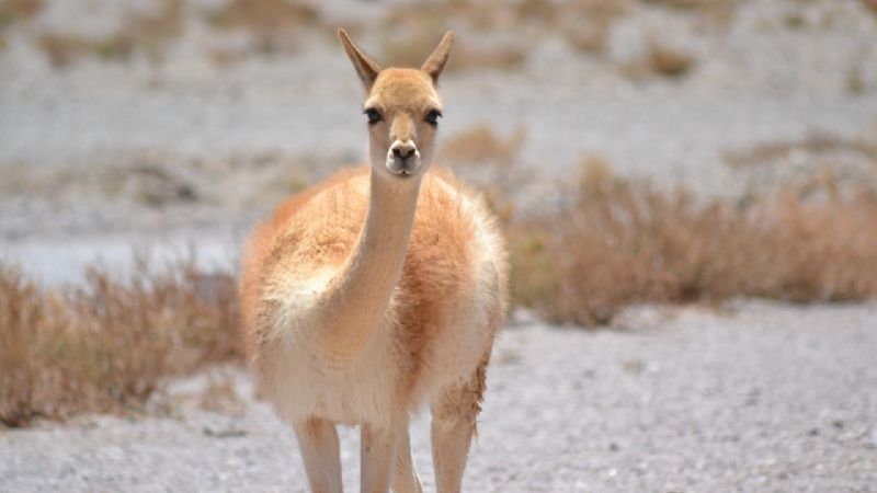 Trabajo de protección de camélidos silvestres en nuestra provincia