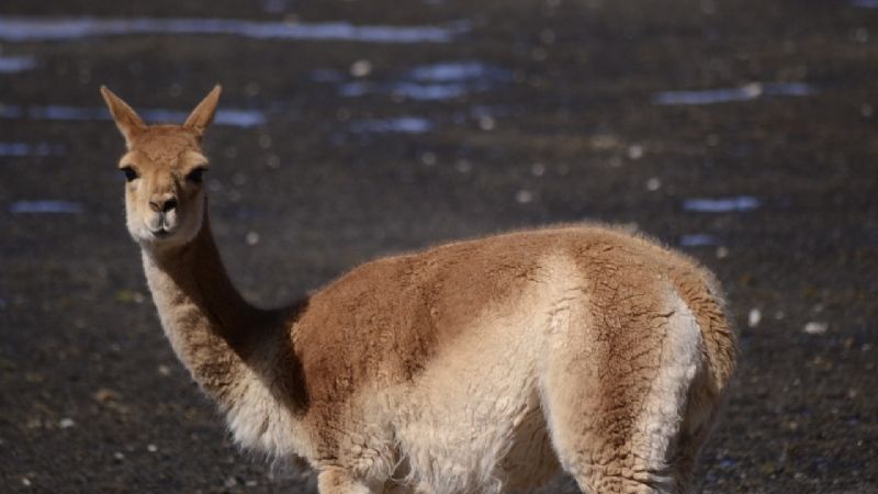 Trabajo de protección de camélidos silvestres en nuestra provincia