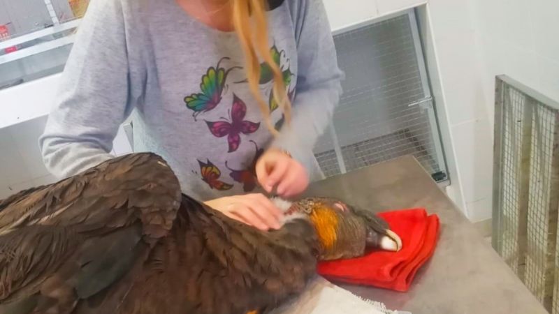 Liberarán un Cóndor Andino en El Portezuelo