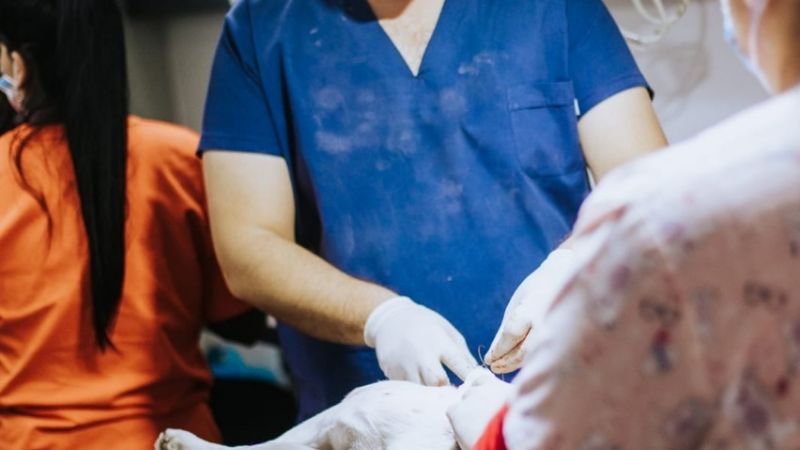 Zoonosis castró a más de 2.500 mascotas en #Tu Capital