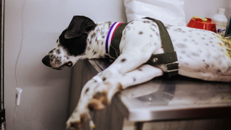 Zoonosis castró a más de 2.500 mascotas en #Tu Capital