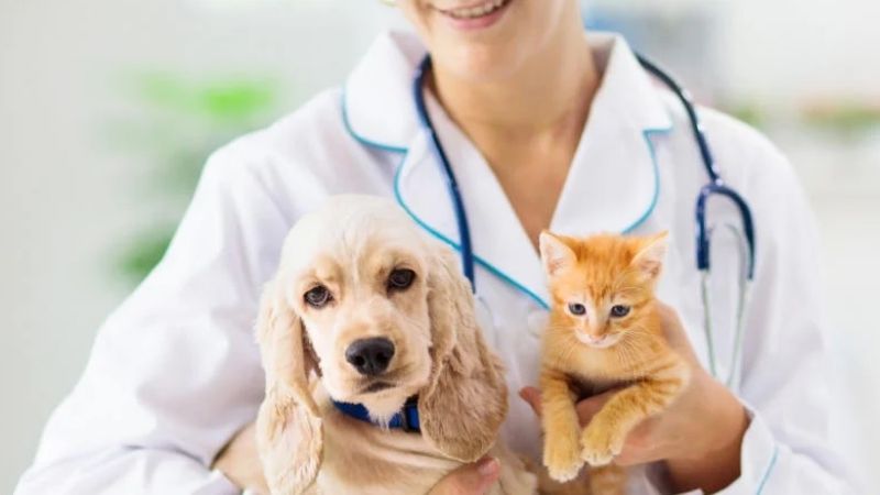 Denuncian a una falsa médica veterinaria