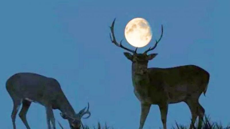 Éste miércoles la luna se mostrará más grande y brillante