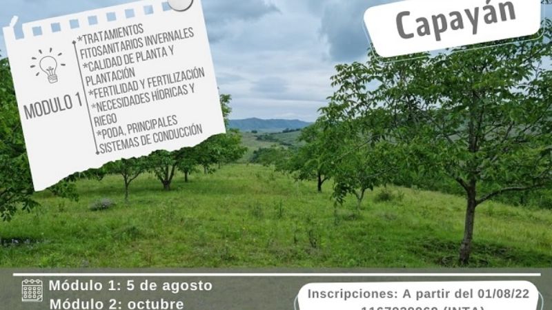 Jornada a campo: prácticas de manejo en el cultivo de nogal en Capayan