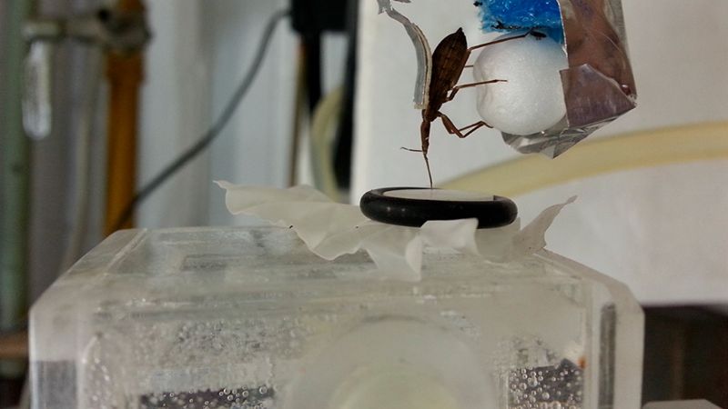 Descubren que la sal podría ser clave para evitar la picadura de las vinchucas