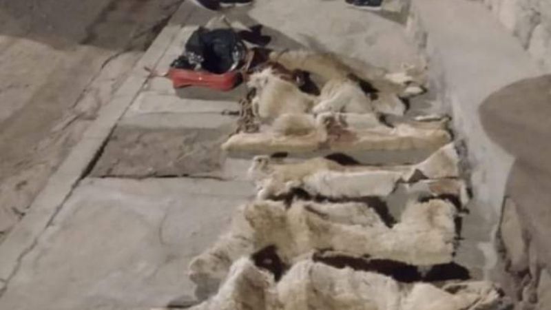 Secuestraron cueros de Vicuña en Belén