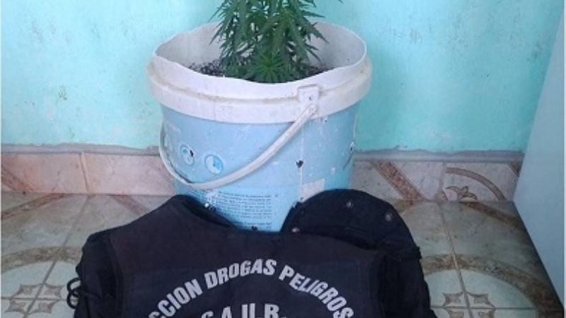 Buscaban a un hombre acusado de abuso sexual y encontraron marihuana