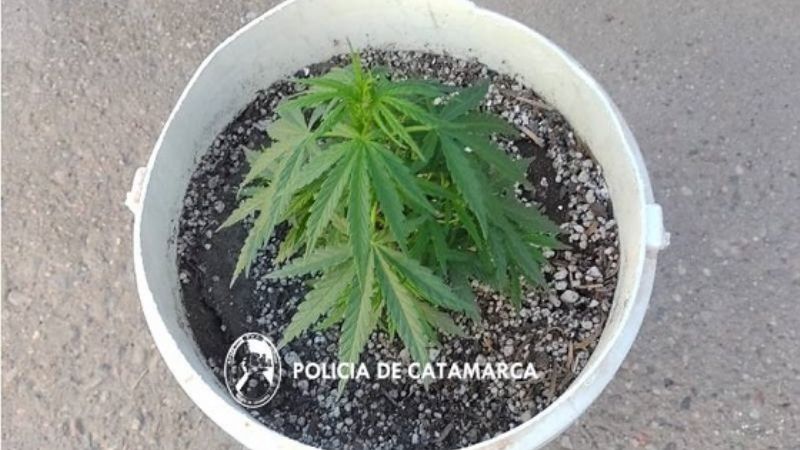 Buscaban a un hombre acusado de abuso sexual y encontraron marihuana