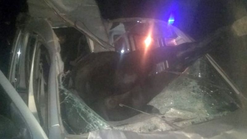 Chocó contra un caballo y el animal terminó dentro del vehículo