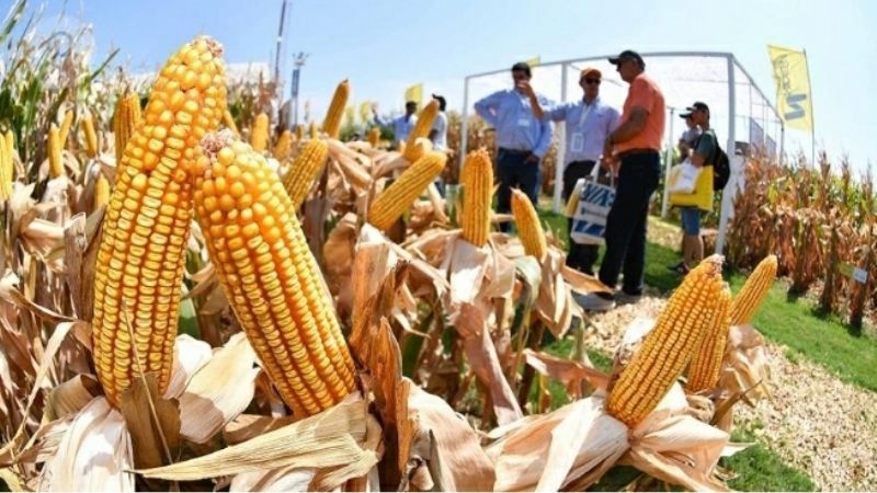 Adelantan operaciones de exportaciones del agro y esperan llegar US$ 1.000 millones