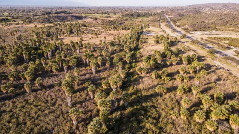 Declaran reserva natural a Los Palmares del Hueco