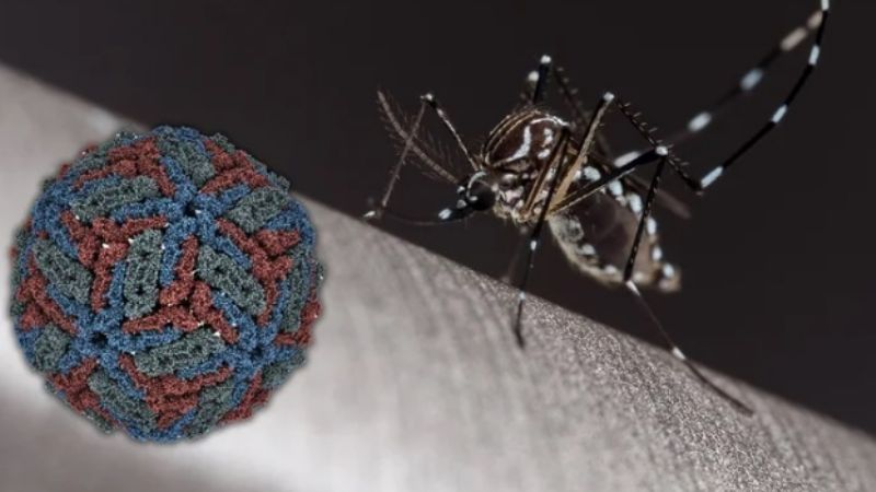 Cambiaría el tratamiento y la prevención del dengue y el zika