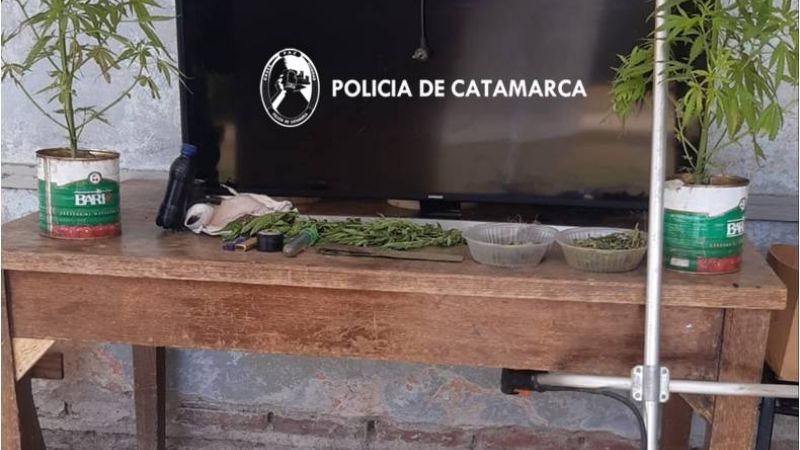 Roba y cultiva plantines de marihuana