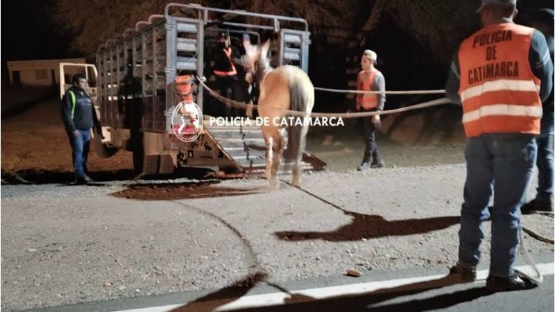 Secuestraron vacas y caballos