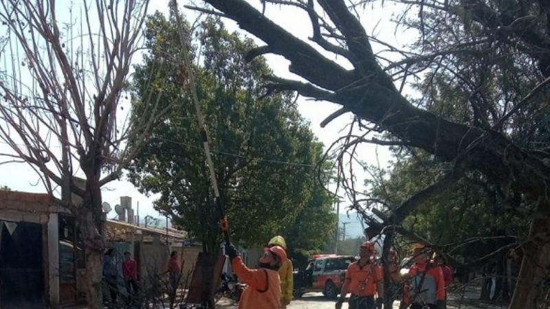 Defensa Civil retiró árboles caídos por el viento