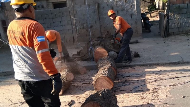 Defensa Civil retiró árboles caídos por el viento