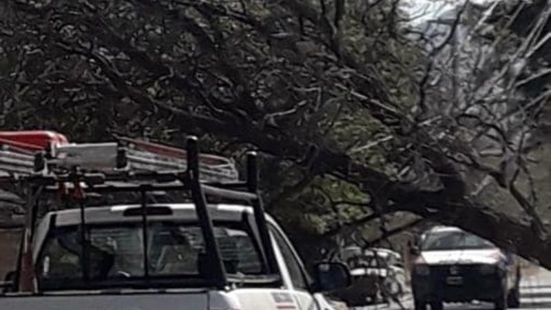 Defensa Civil retiró árboles caídos por el viento