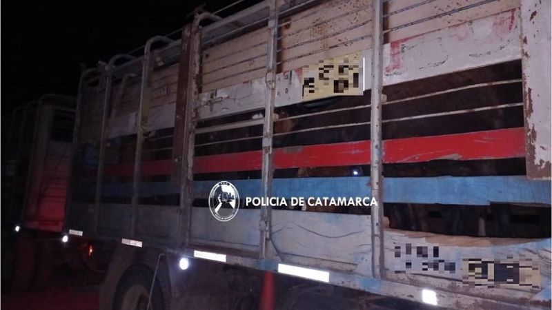 Secuestran 85 caballos que tenían marca adulterada