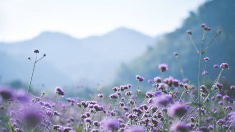 Reflexión primaveral