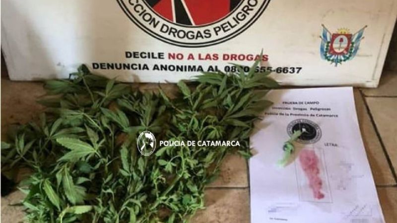 Incautan pastillas y plantas de marihuana