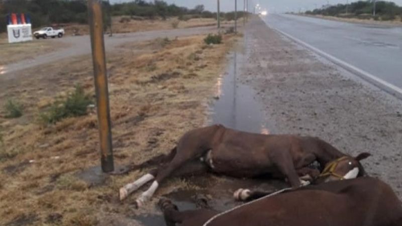 Dos caballos muertos tras rozar un poste energizado