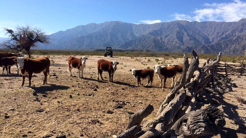 Secuestran animales sueltos en Pomán